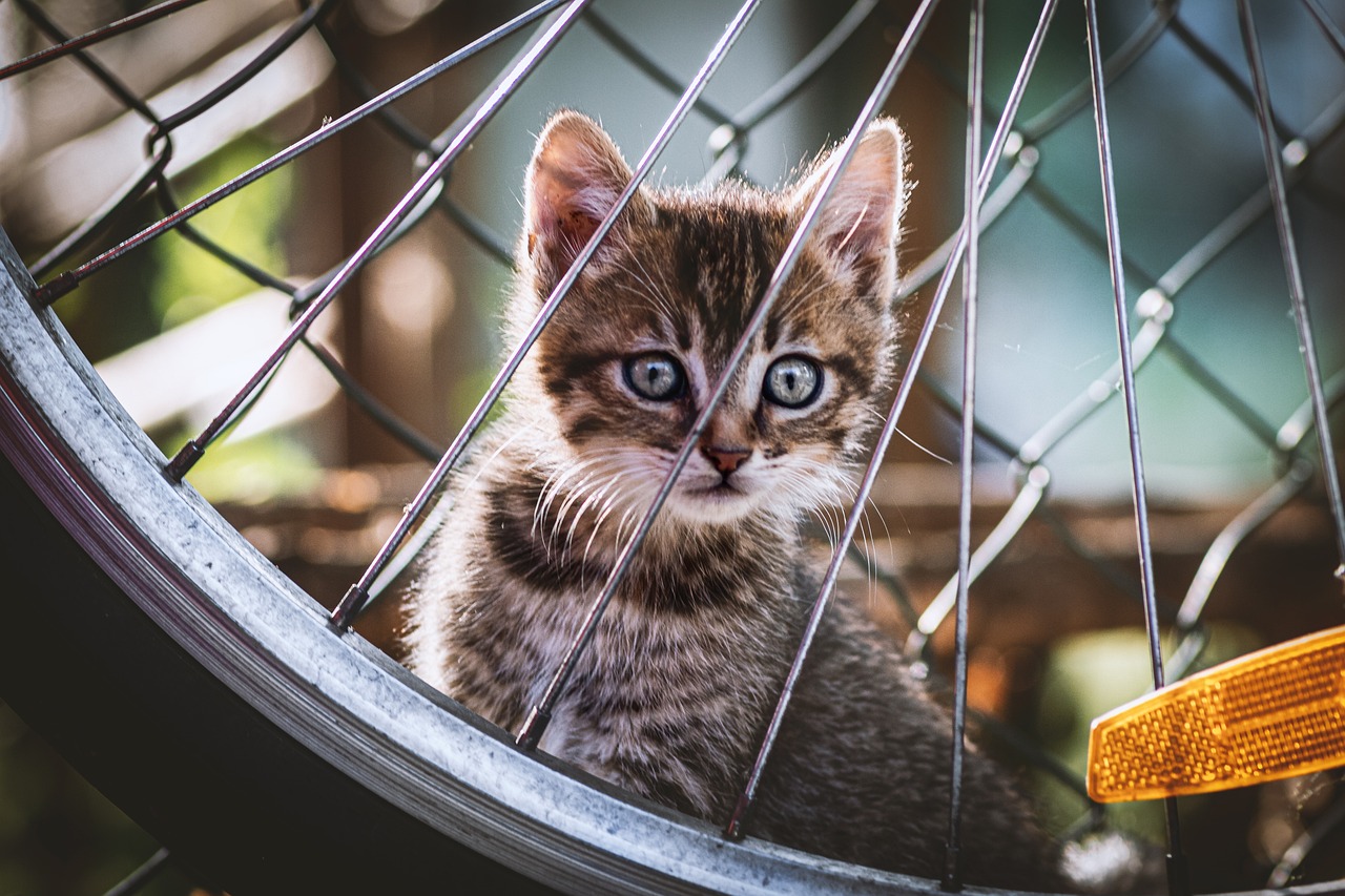 The Playful Spirit of the Bengal Cat